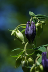 Aquilegia alpina