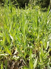 Centaurea fuscomarginata