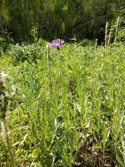 Centaurea fuscomarginata