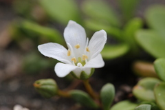 Samolus repens repens