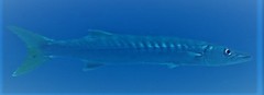 Sphyraena jello