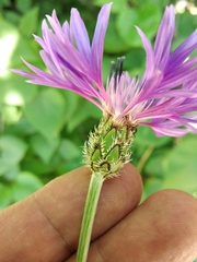 Centaurea fuscomarginata