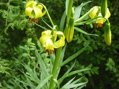 Lilium pyrenaicum