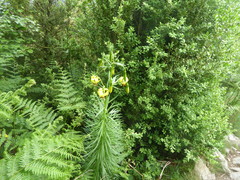 Lilium pyrenaicum