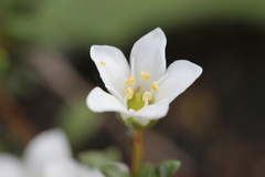 Samolus repens repens