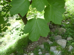 Acer opalus