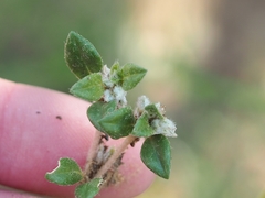 Gossypianthus lanuginosus
