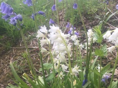 Hyacinthoides