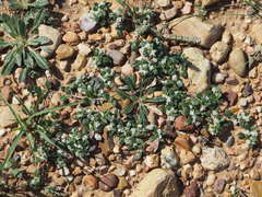 Gossypianthus lanuginosus