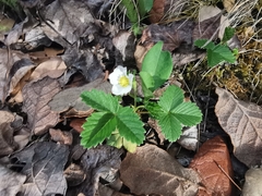 Fragaria vesca bracteata