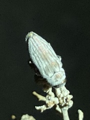 Chrysobothris deserta