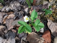 Fragaria vesca bracteata