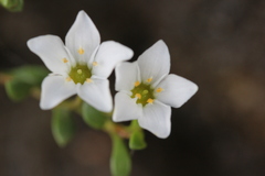 Samolus repens repens