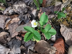 Fragaria vesca bracteata