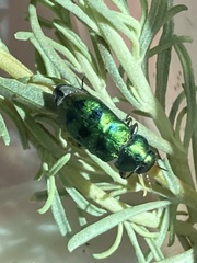 Knowltonia calida