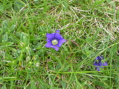 Gentiana pyrenaica