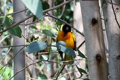 Ploceus cucullatus