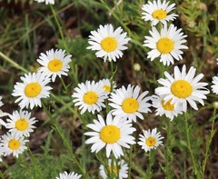 Leucanthemum vulgare