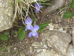Viola pyrenaica