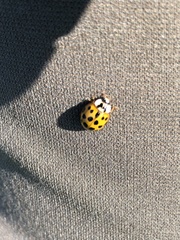Harmonia axyridis