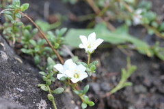 Samolus repens repens