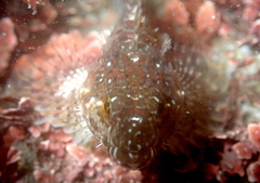 Clinocottus analis