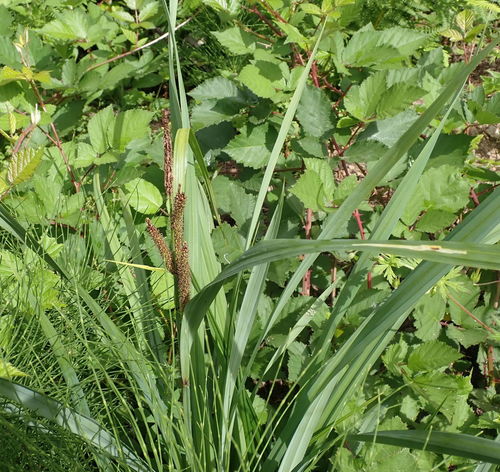 Bigleaf sedge (Carex amplifolia)