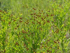 Helenium microcephalum