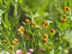 Helenium microcephalum