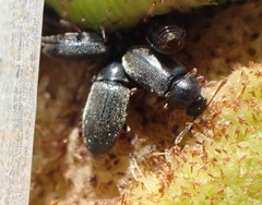 Telmatophilus typhae