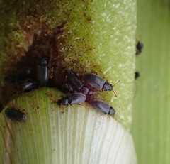 Telmatophilus typhae