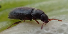 Telmatophilus typhae