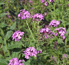Hesperis matronalis