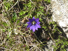 Gentiana pyrenaica