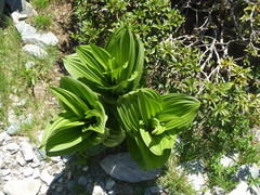Veratrum album