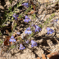 Penstemon caespitosus