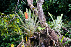 Aechmea zebrina