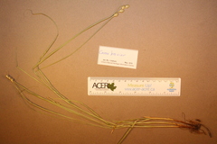 Carex brevior