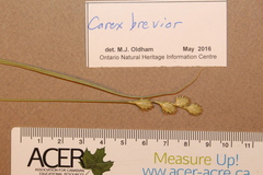 Carex brevior