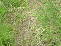 Hesperostipa spartea