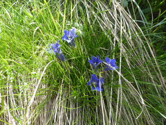 Gentiana acaulis