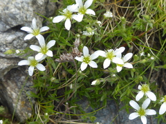 Minuartia recurva
