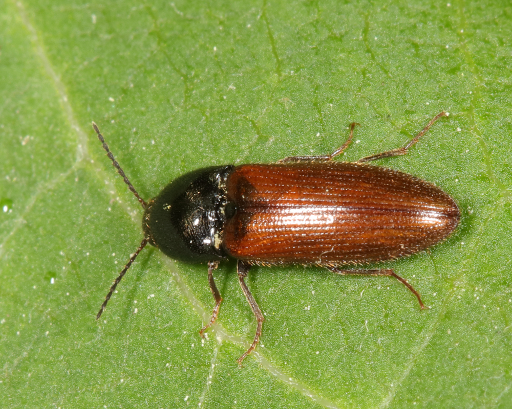 Ampedus mixtus
