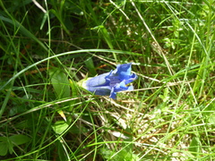 Gentiana acaulis