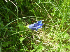 Gentiana acaulis
