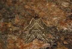 Evergestis frumentalis
