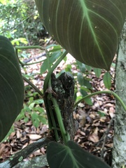 Philodendron hederaceum hederaceum