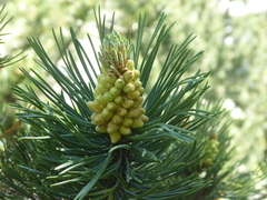 Pinus uncinata