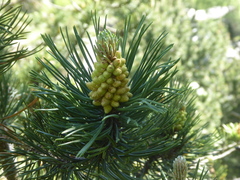 Pinus uncinata