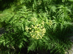 Molopospermum peloponnesiacum